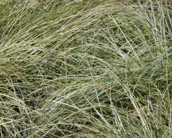 Carex comans 'Frosted Curls'
