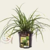 Carex foliosissima 'Irish Green'