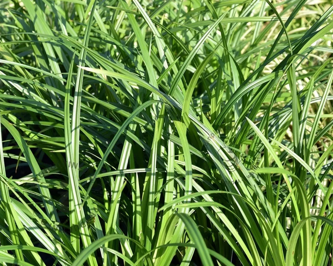 Carex foliosissima 'Irish Green'