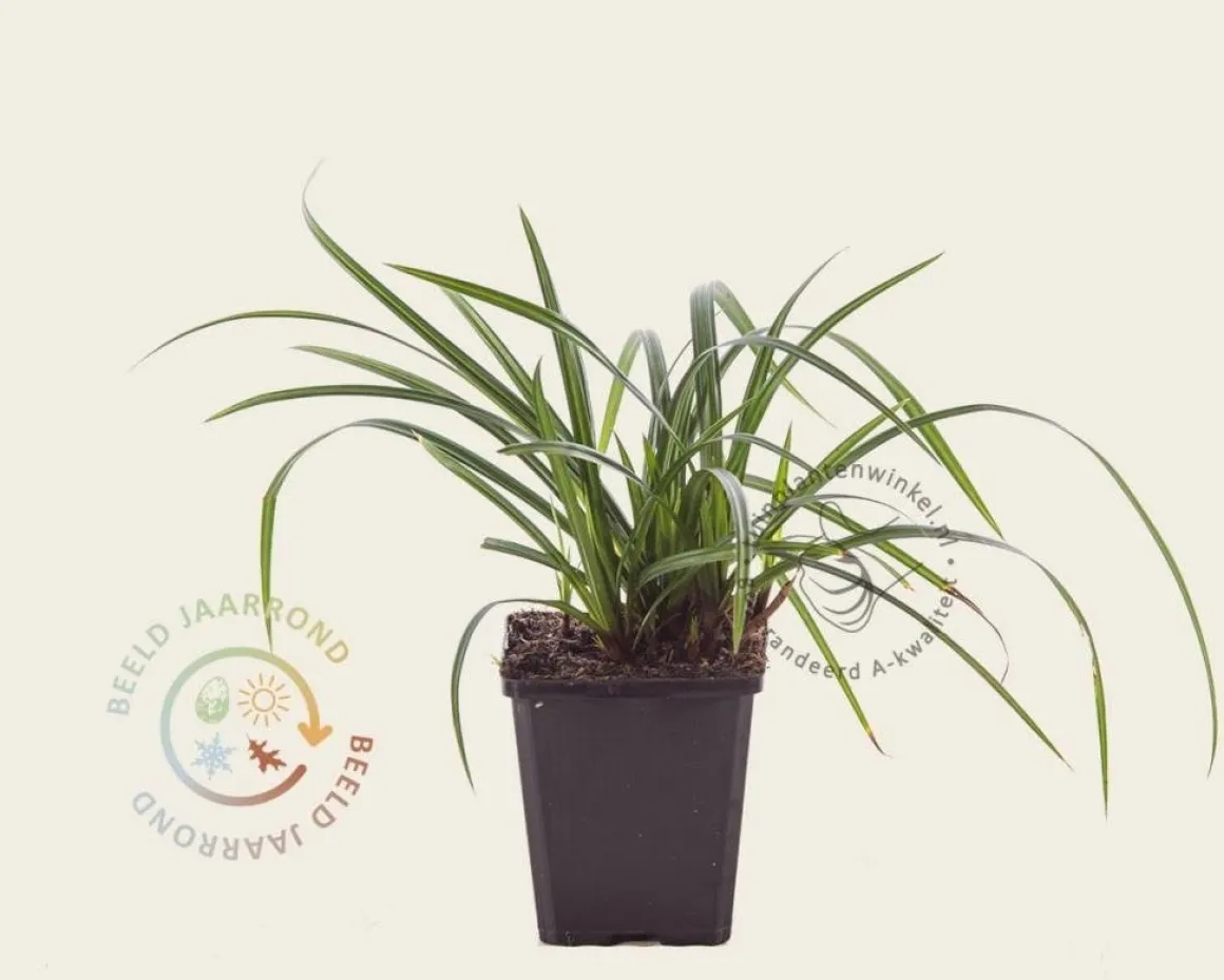 Carex foliosissima 'Irish Green'