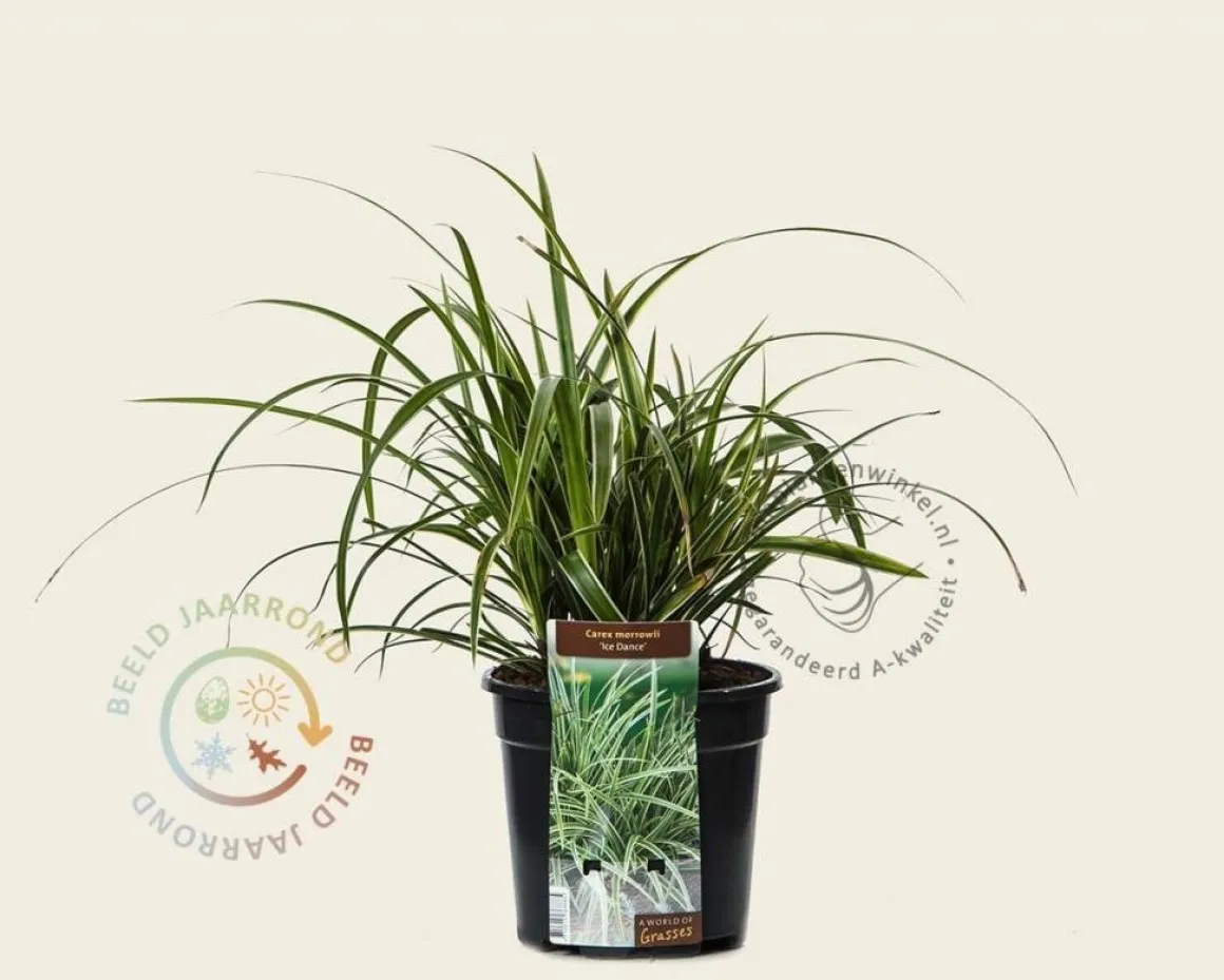 Carex morrowii 'Ice Dance'