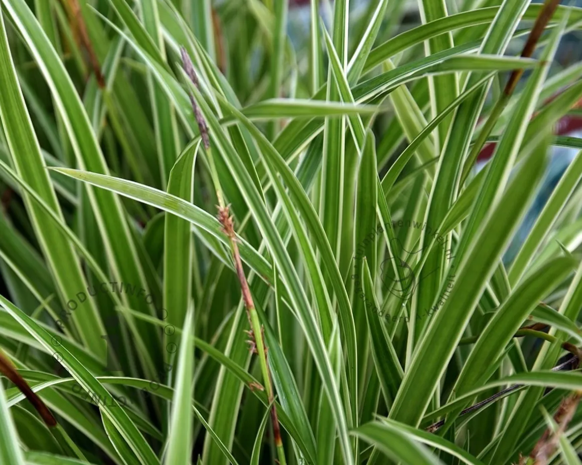 Carex morrowii 'Ice Dance'