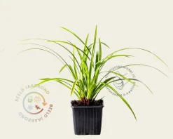 Carex morrowii 'Ice Dance'