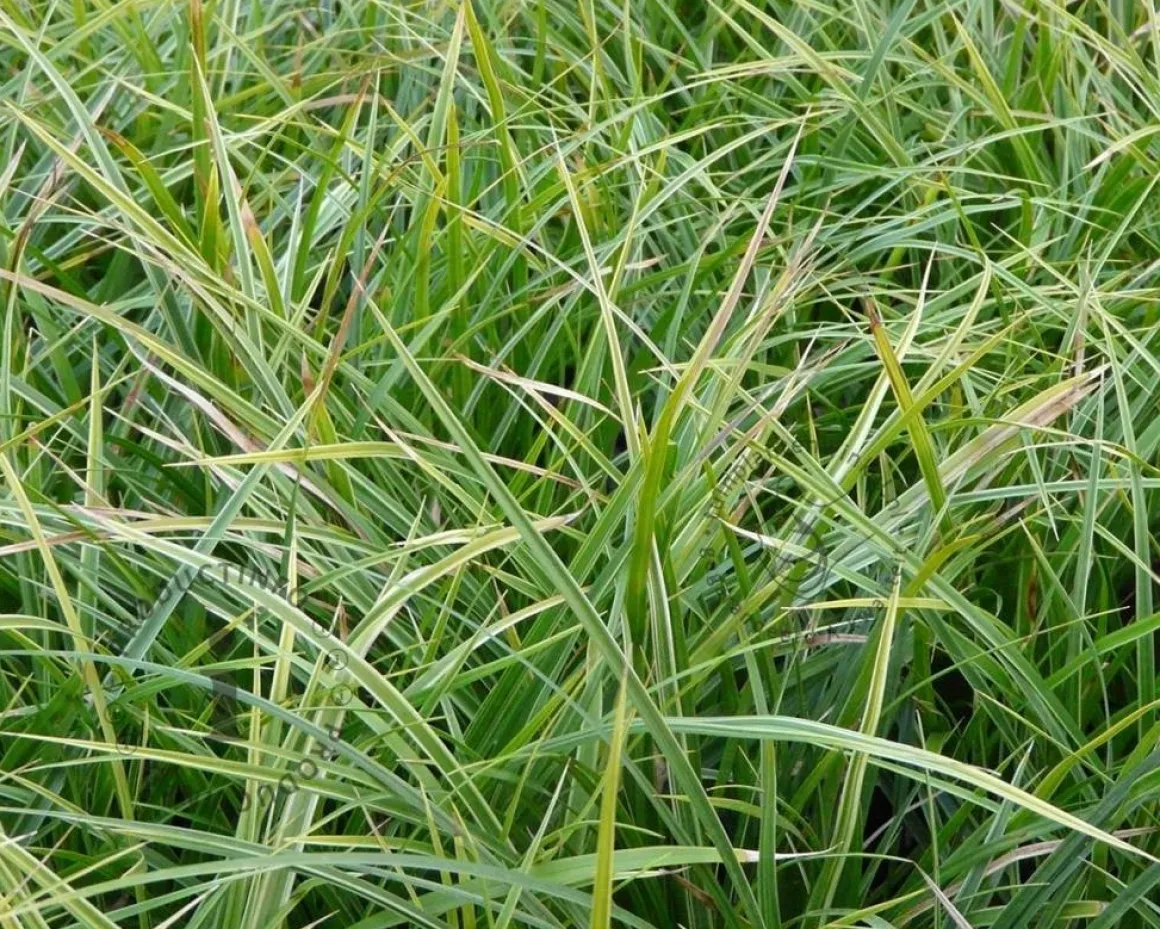 Carex morrowii 'Variegata'