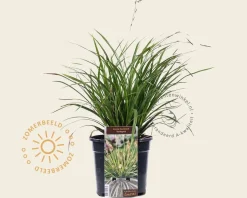 Carex morrowii 'Variegata'