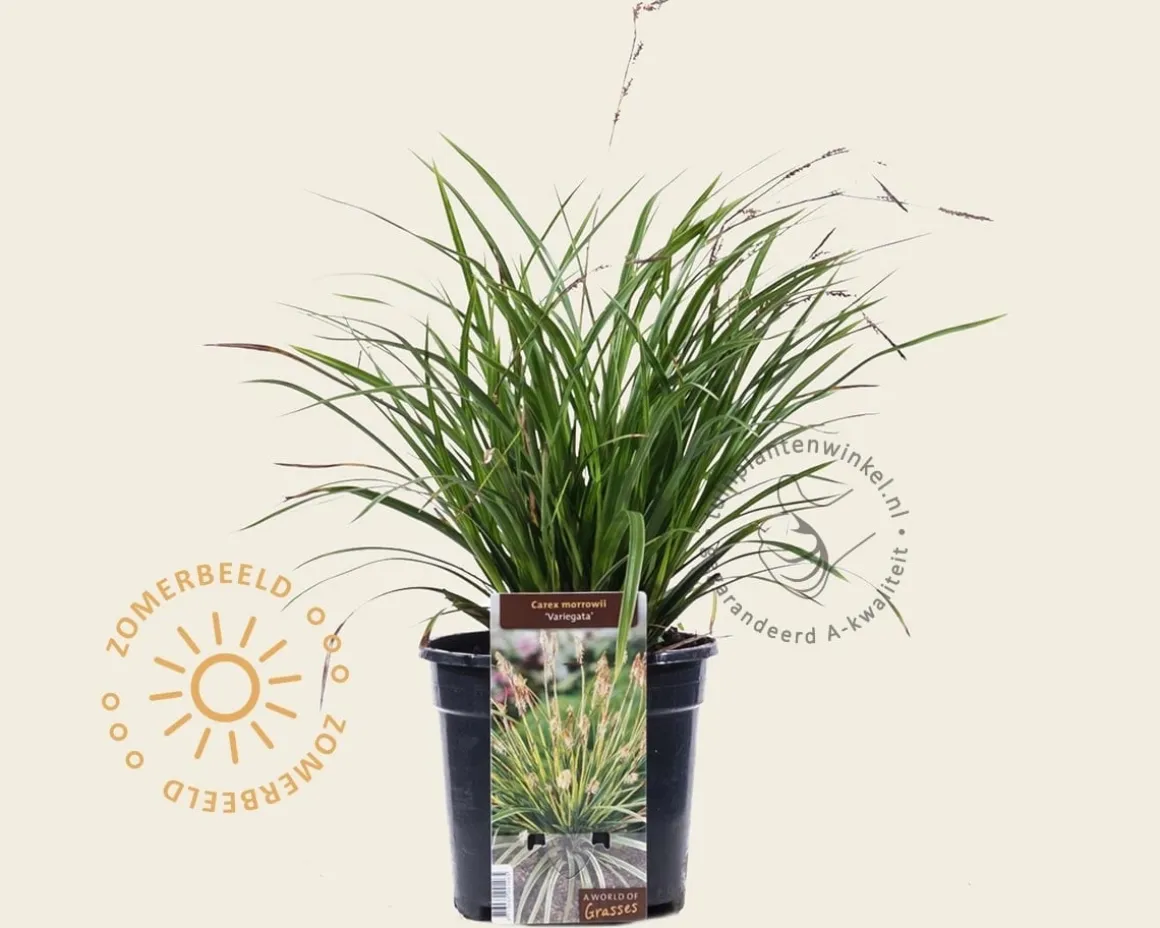 Carex morrowii 'Variegata'