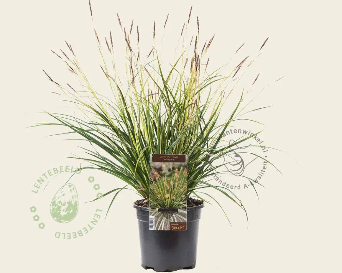 Carex morrowii 'Variegata'