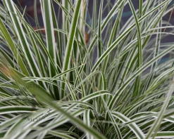 Carex oshimensis 'Everest'