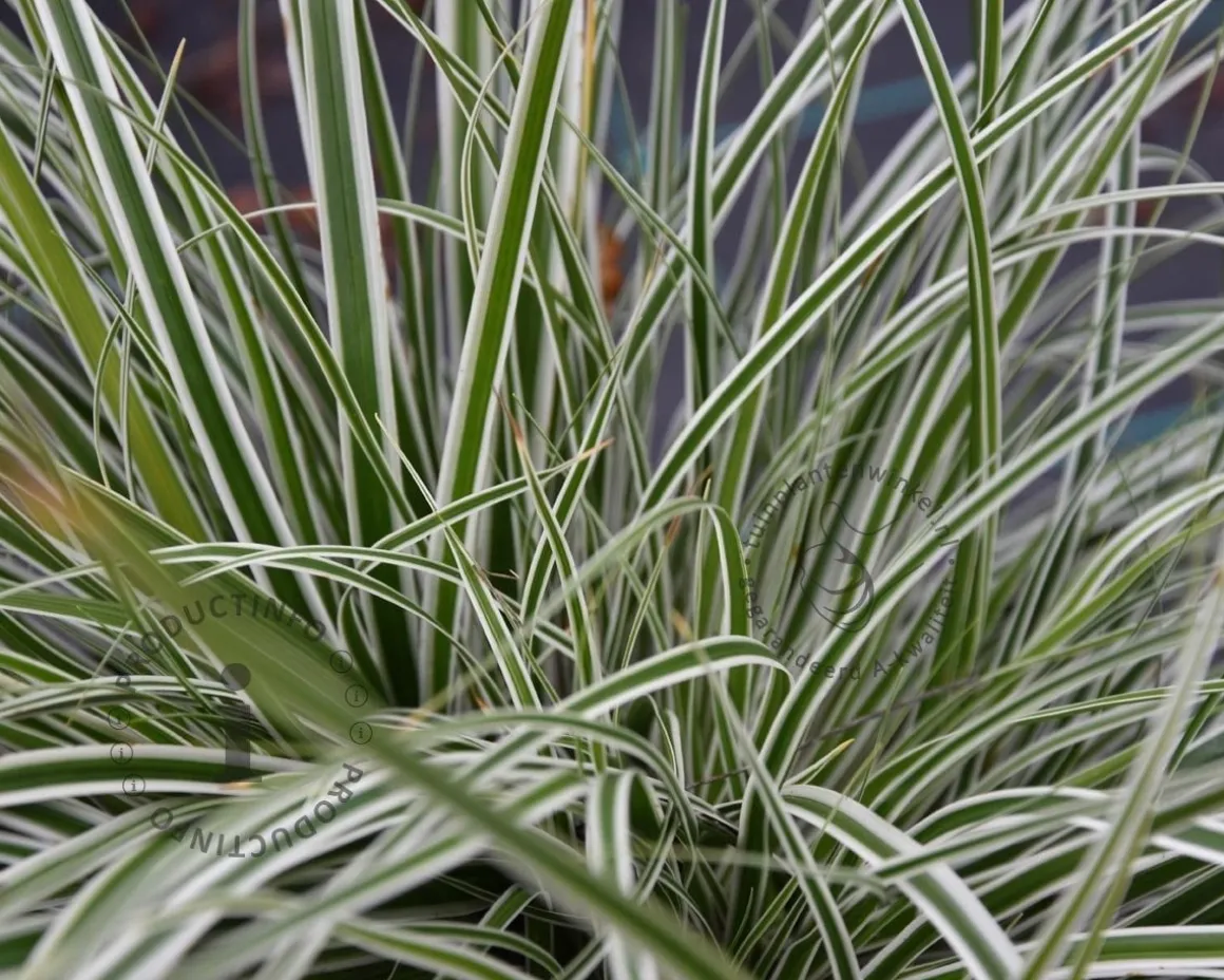 Carex oshimensis 'Everest'