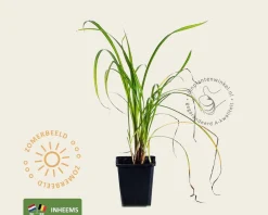 Carex pendula