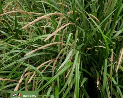 Carex pendula