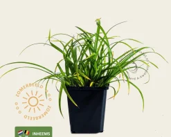 Carex sylvatica