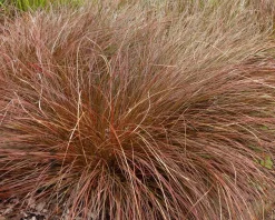 Carex tenuiculmis 'Cappuccino'
