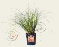 Carex testacea 'Prairie Fire'