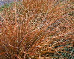 Carex testacea 'Prairie Fire'