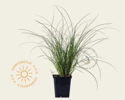 Carex testacea 'Prairie Fire'