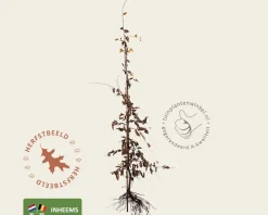 Carpinus betulus - blote wortel