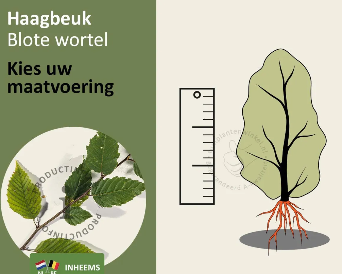 Carpinus betulus - blote wortel