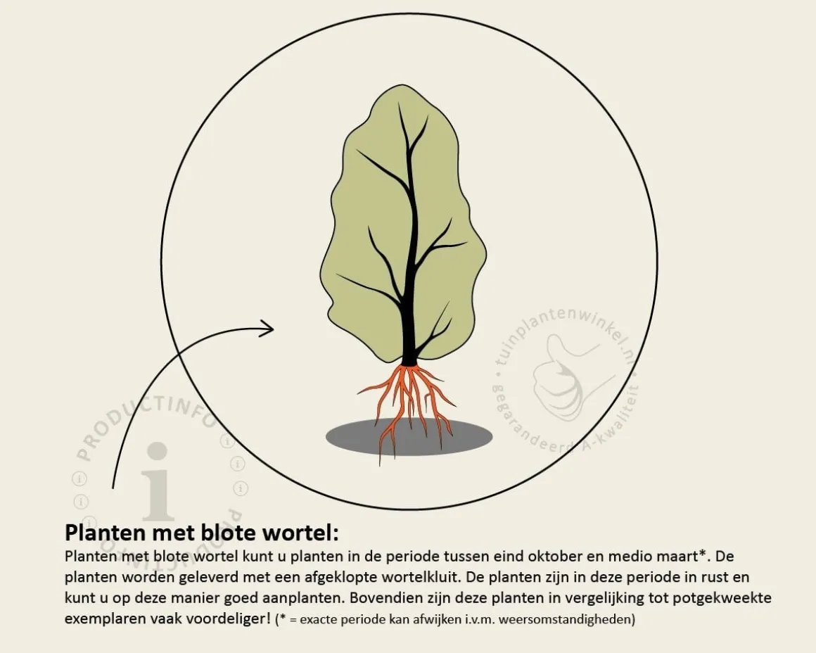 Carpinus betulus - blote wortel