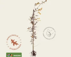 Carpinus betulus - blote wortel