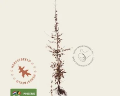 Carpinus betulus - blote wortel