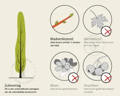 Carpinus betulus 'Bonanomi' - beveerd