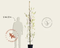 Carpinus betulus 'Bonanomi' - beveerd