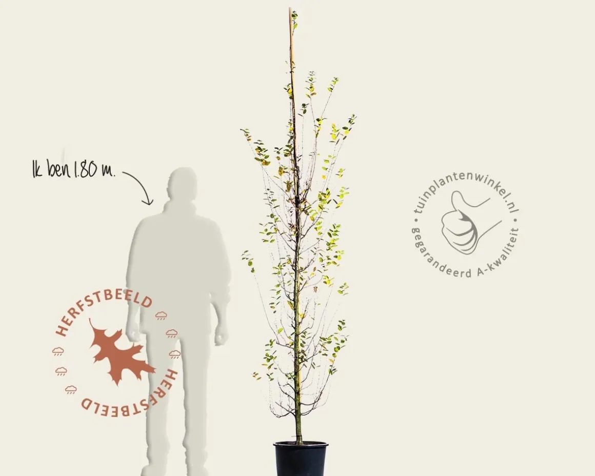 Carpinus betulus 'Bonanomi' - beveerd