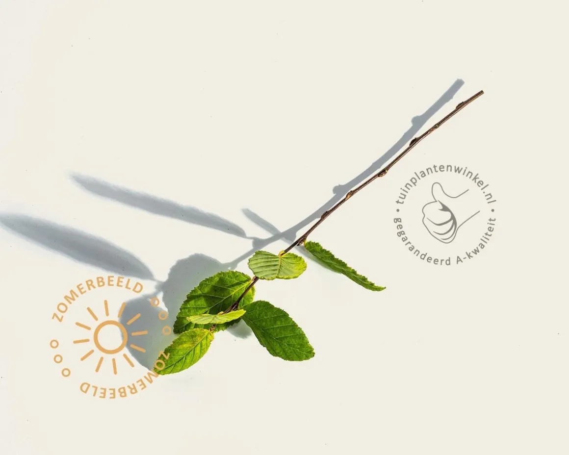 Carpinus betulus 'Bonanomi' - beveerd
