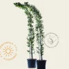 Carpinus betulus - Boogvorm set