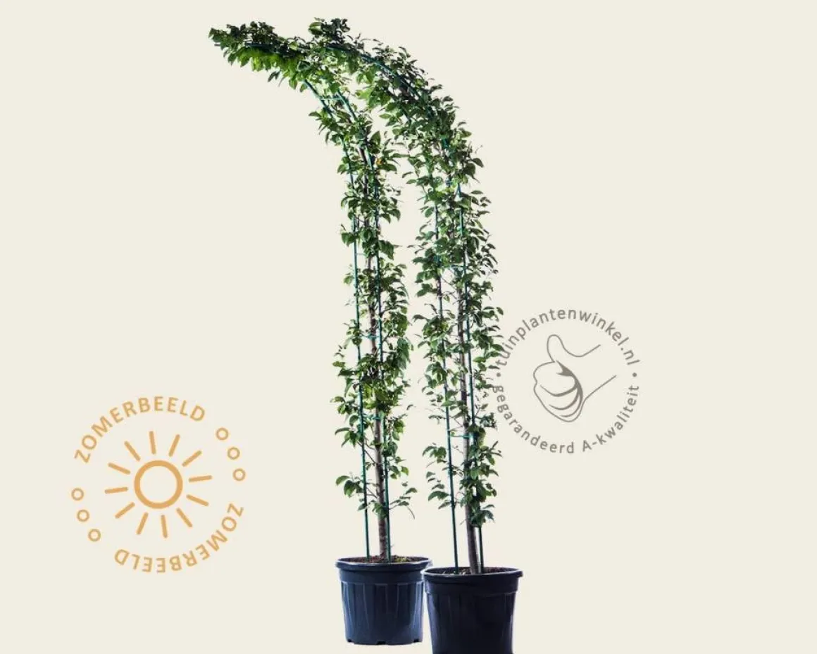 Carpinus betulus - Boogvorm set