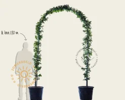Carpinus betulus - Boogvorm set