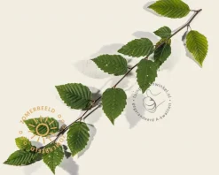 Carpinus betulus - Boogvorm set
