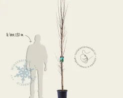 Carpinus betulus 'Fastigiata' - beveerd