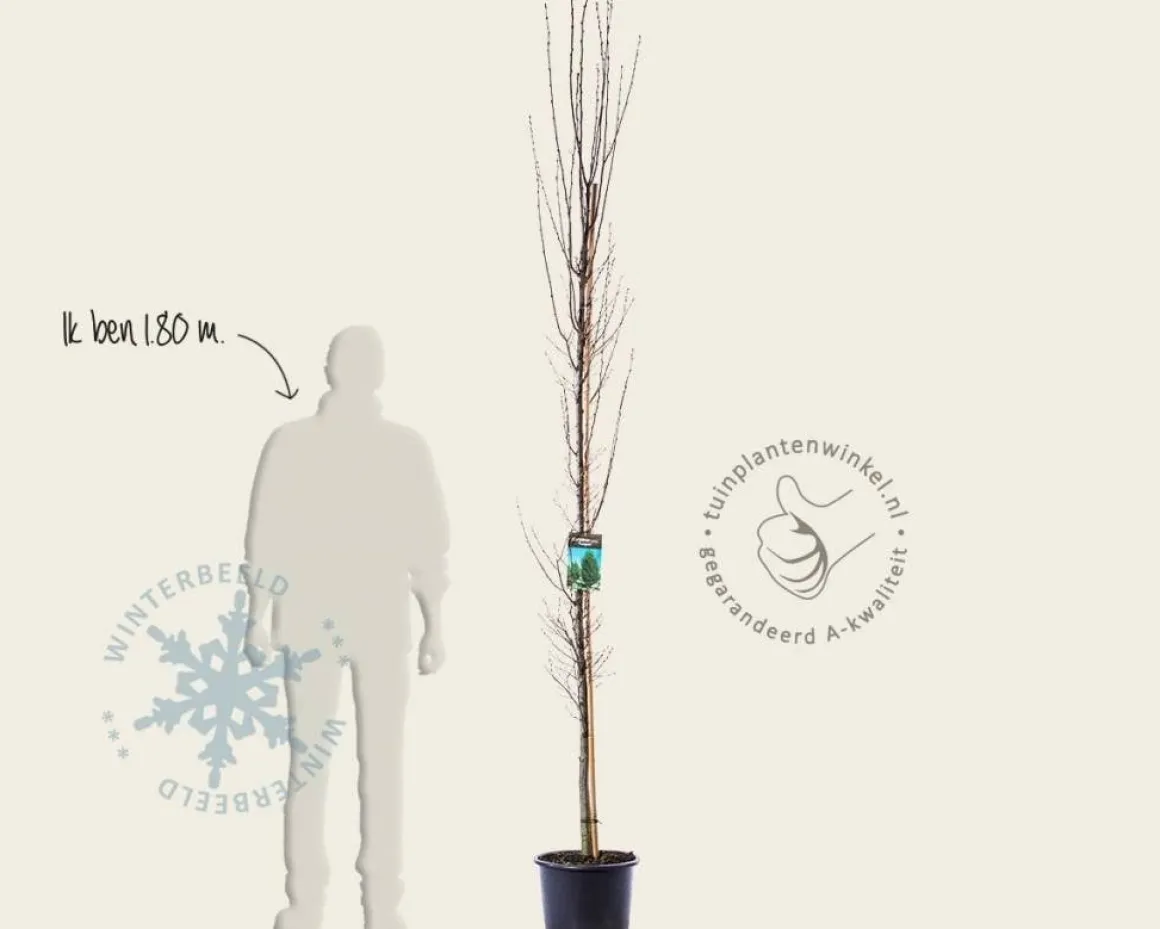 Carpinus betulus 'Fastigiata' - beveerd