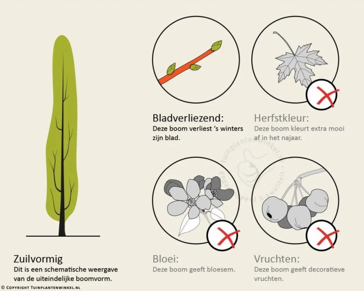 Carpinus betulus 'Fastigiata' - beveerd