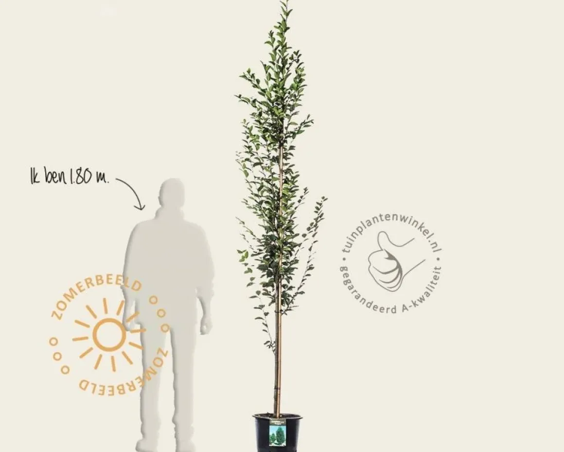 Carpinus betulus 'Fastigiata' - beveerd