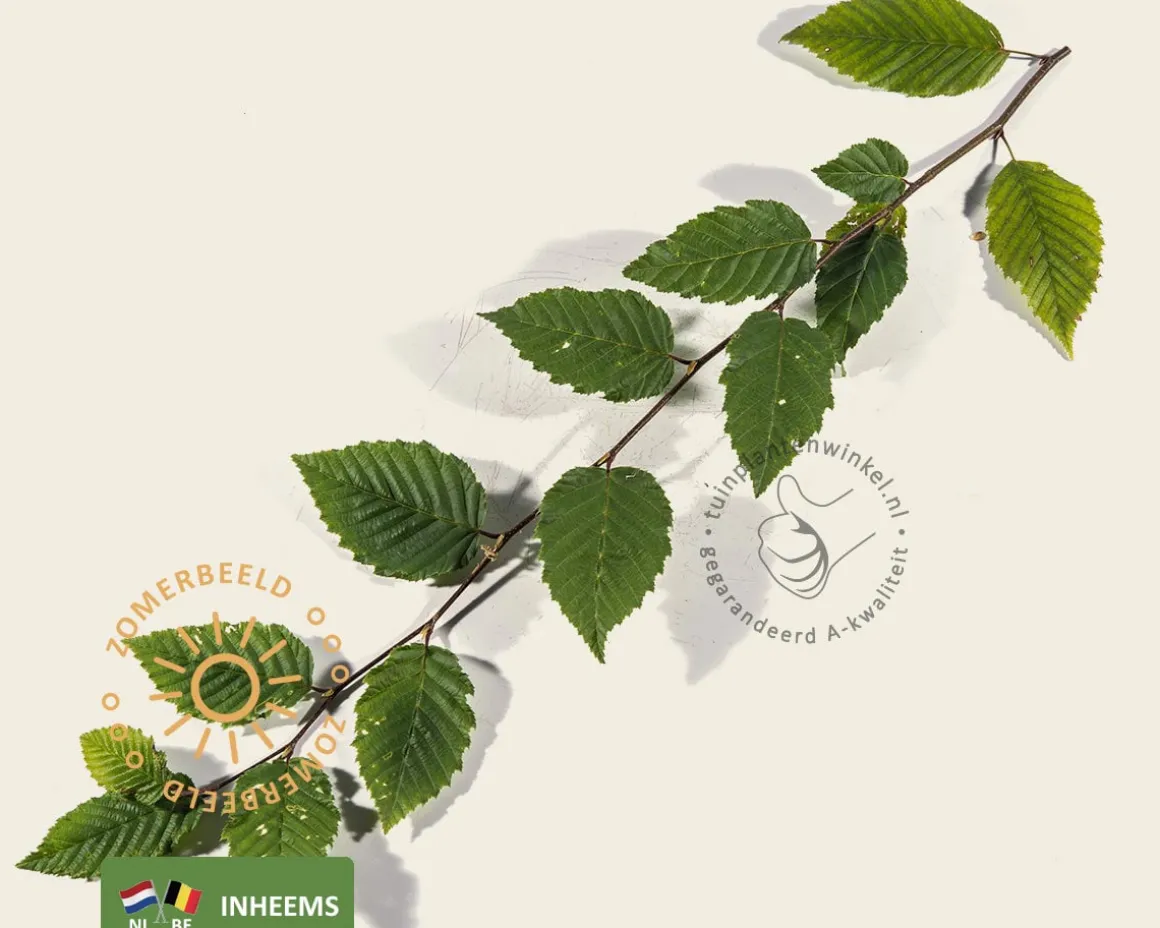 Carpinus betulus - hoogstam