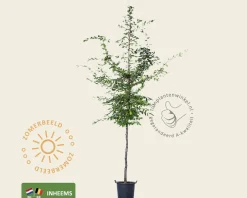 Carpinus betulus - hoogstam