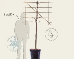 Carpinus betulus leiboom - Rek 120x90 cm