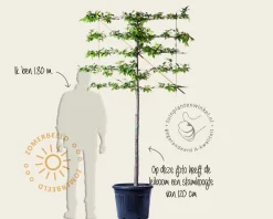 Carpinus betulus leiboom - Rek 120x90 cm