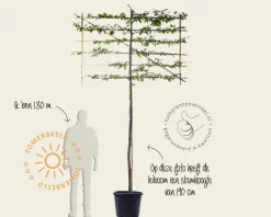 Carpinus betulus leiboom - Rek 180x110 cm