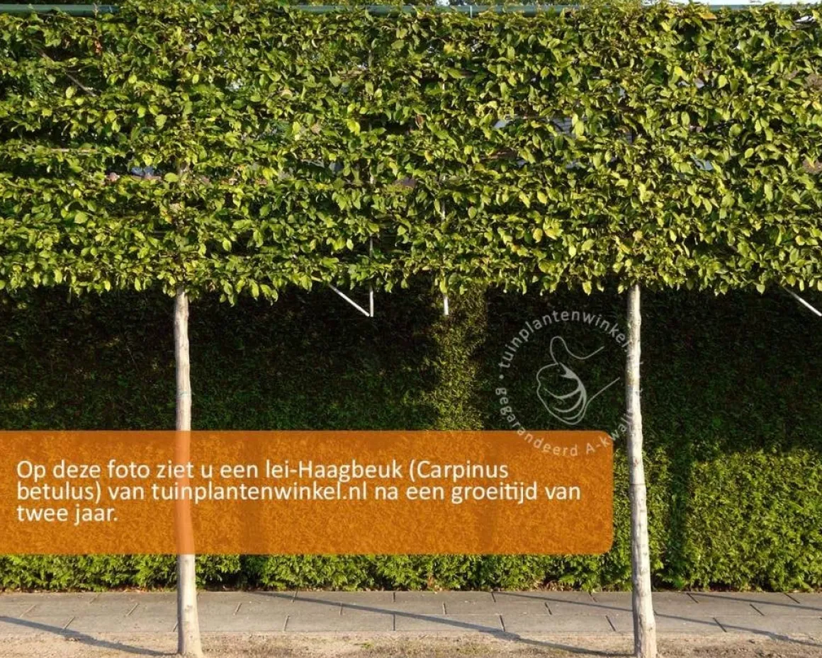 Carpinus betulus leiboom - Rek 180x110 cm