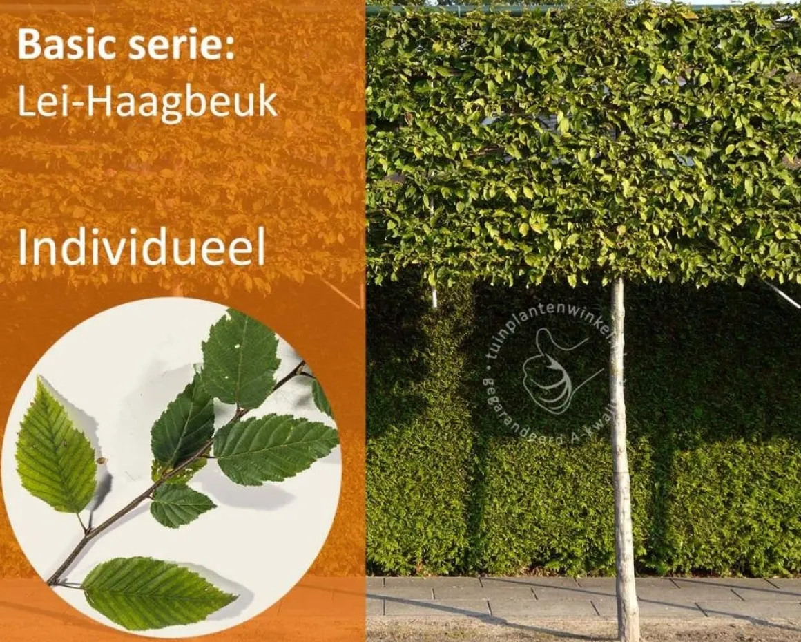 Carpinus betulus leiboom - Rek 180x110 cm