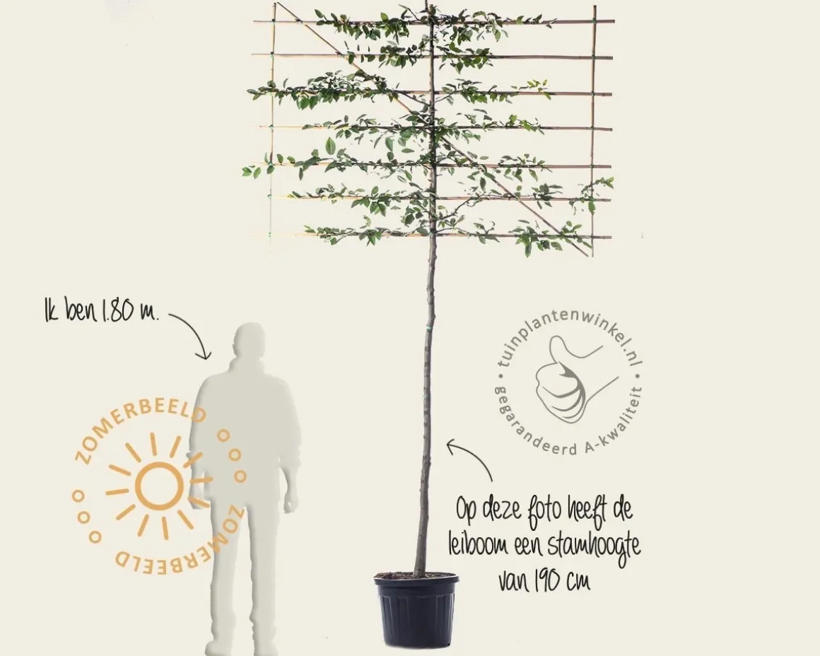 Carpinus betulus leiboom - Rek 200x130 cm