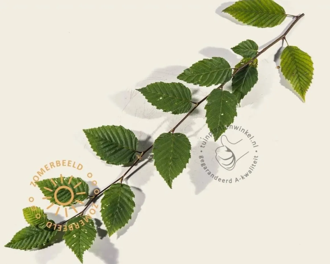 Carpinus betulus leiboom - Rek 200x130 cm