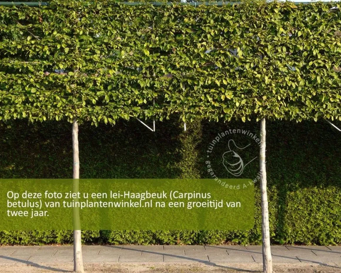 Carpinus betulus leiboom - Rek 200x130 cm
