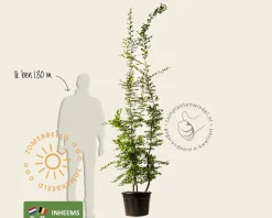Carpinus betulus - meerstammig
