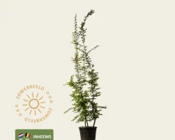 Carpinus betulus - meerstammig
