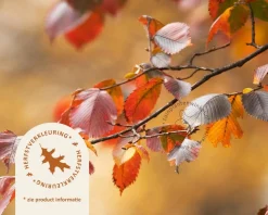 Carpinus betulus 'Rockhampton Red'